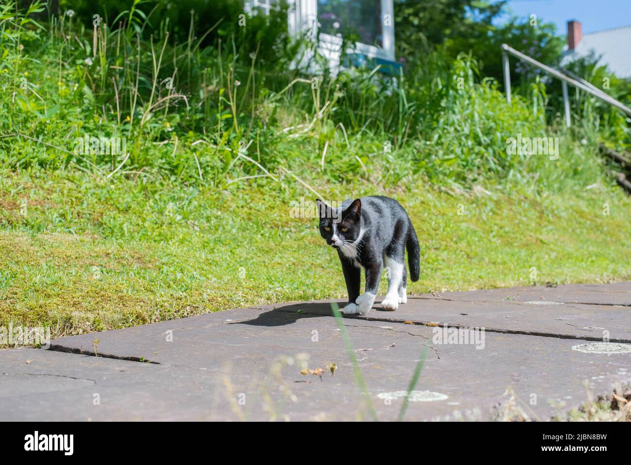 A black and white, Tuxedo Polydactal cat walks down a sidewalk in the summer Stock Photo