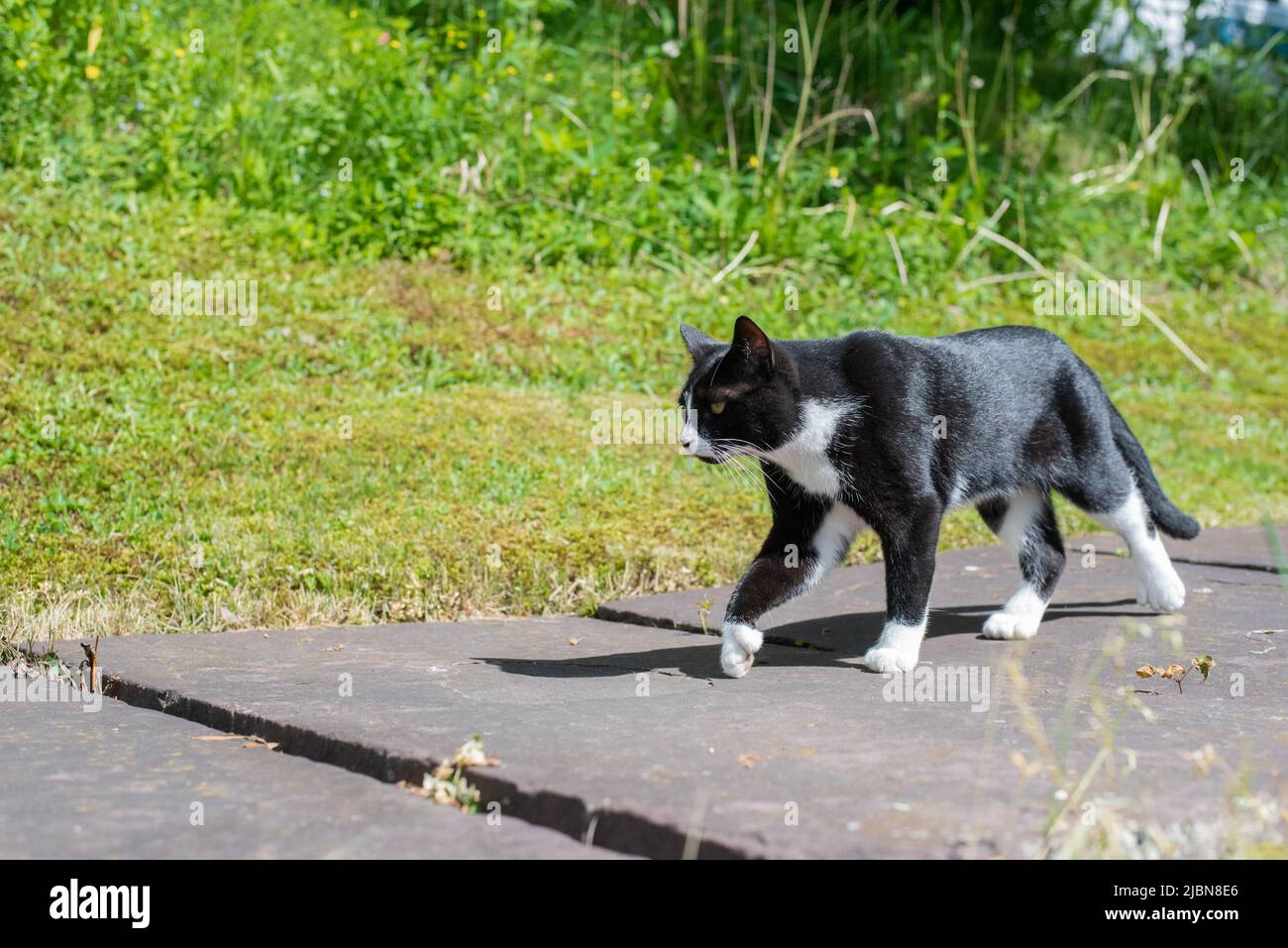 A black and white, Tuxedo Polydactal cat walks down a sidewalk in the summer Stock Photo