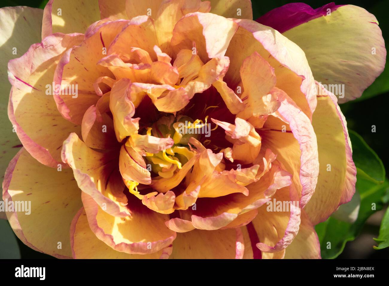 Attractive Single Flower Itoh Peony 'Callies Memory' Peony Intersectional Paeonia Large Bloom Flowering Blossom Paeonia 'Callies Memory' Hybrid Stock Photo