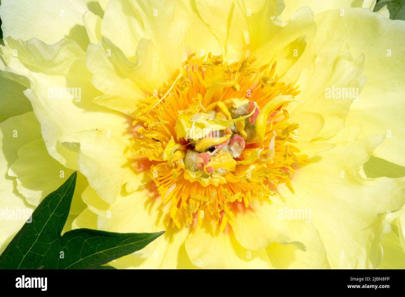 Itoh Peony 'Garden Treasure' close-up of the center of a flower, Intersectional, Paeonia, Peonies Stock Photo