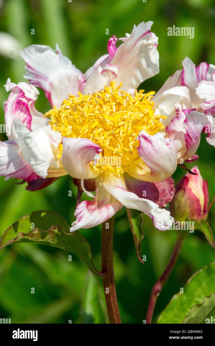 Portrait of a white single flower on stem Peony 'Twitterpated', Paeonia lactiflora Herbaceous peony Stock Photo