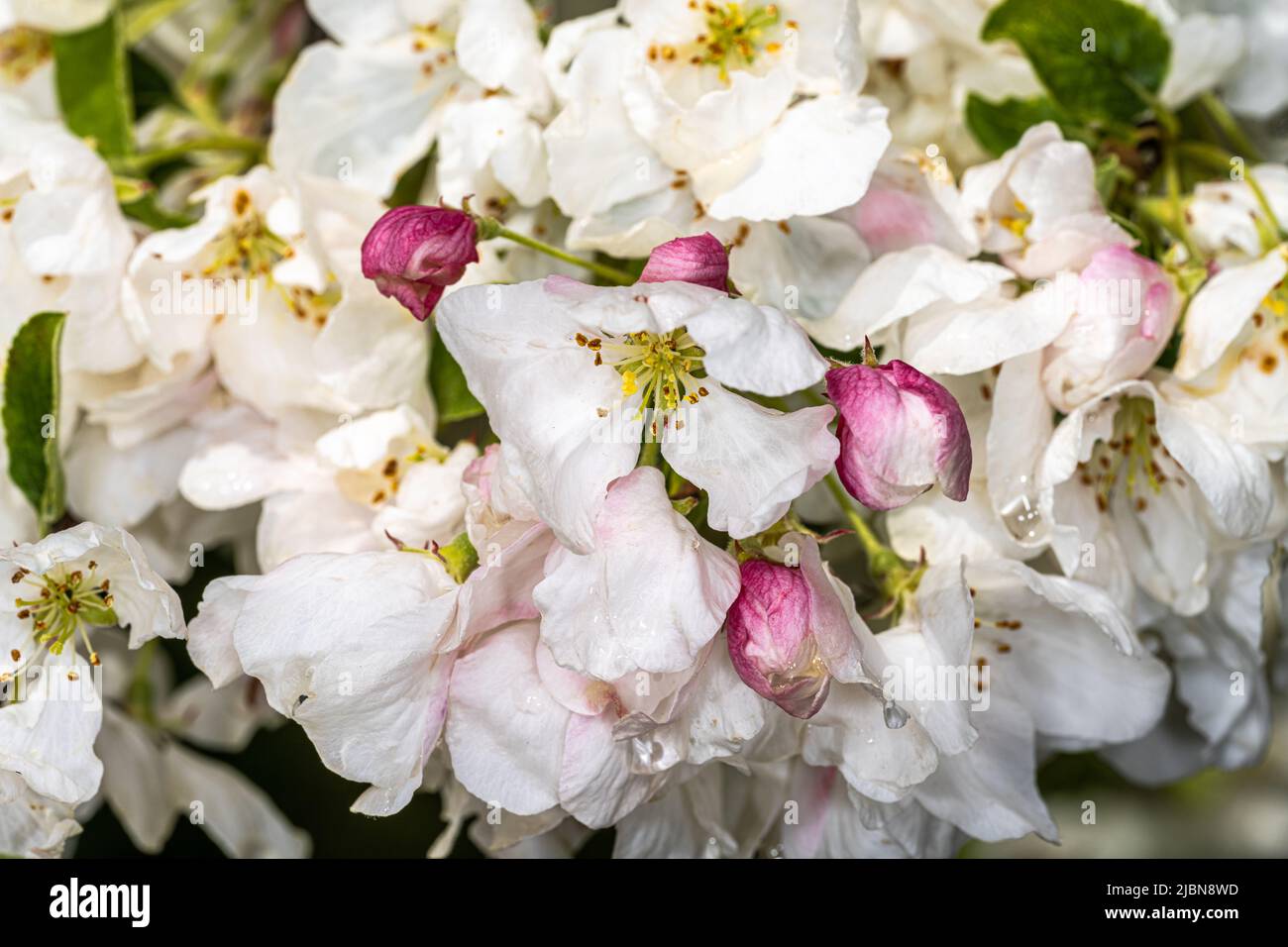 Flowers of Flowering Crabapple (Malus ‘David’ Stock Photo - Alamy