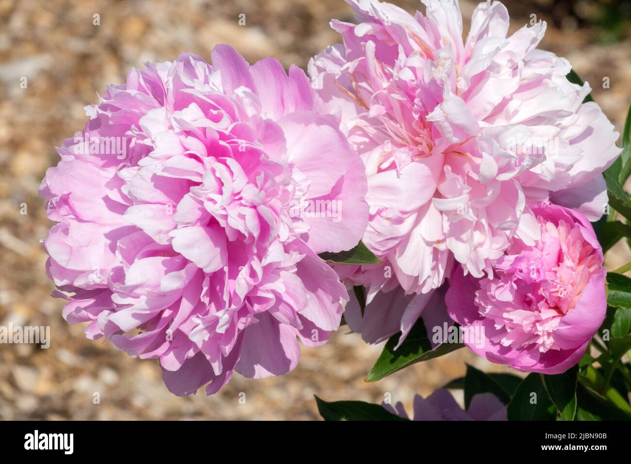 Pink, Paeonia lactiflora 'Monsieur Jules Elie' Peony, Beautiful, Flowers Peonies Light pink Peony Stock Photo