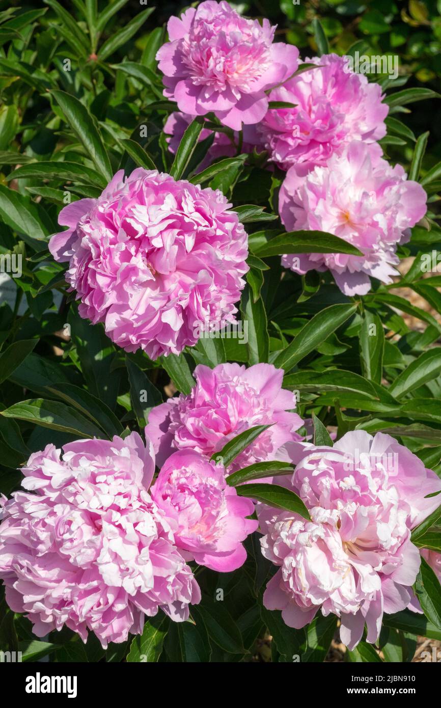 Peony 'Monsieur Jules Elie', Paeonia lactiflora, Pink, Flowers, Blooms, Peonies, Garden Stock Photo