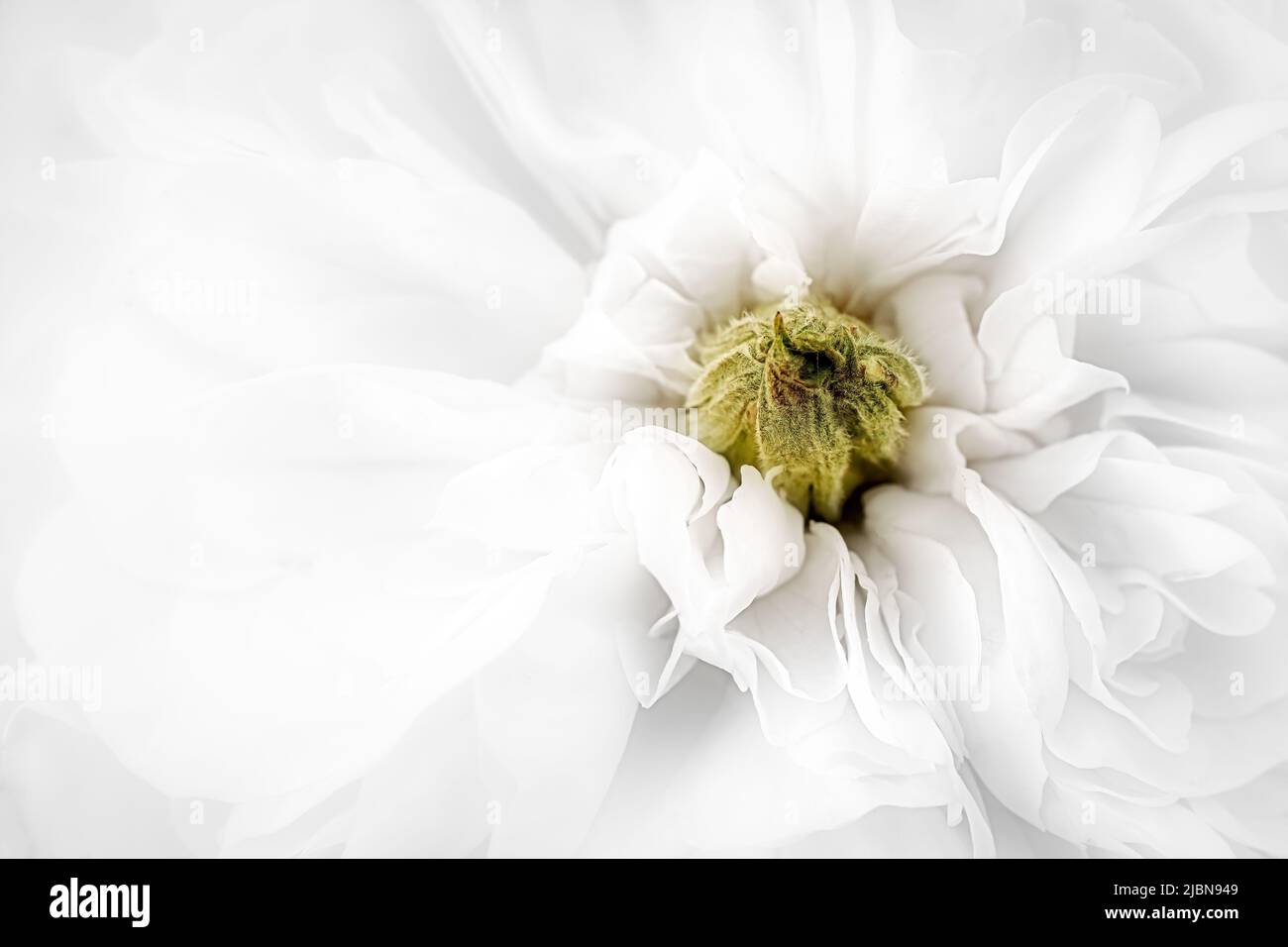 close up of a white flower blossom Stock Photo