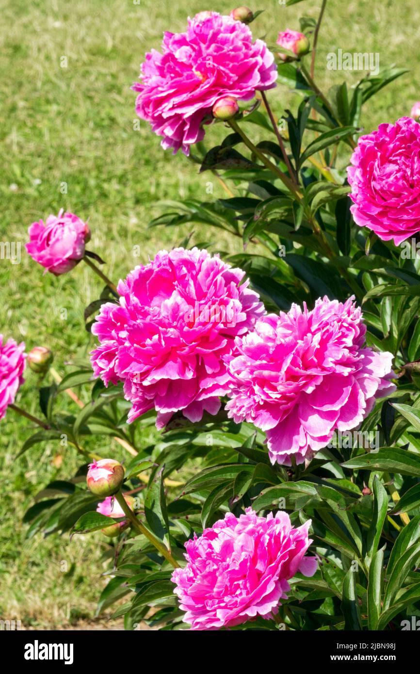 Fragrant, Pink, Paeonia lactiflora, Flowers, Herbaceous, Peony, Peonies, Garden Beauty Peonies growing Peony 'Auguste Dessert' Stock Photo