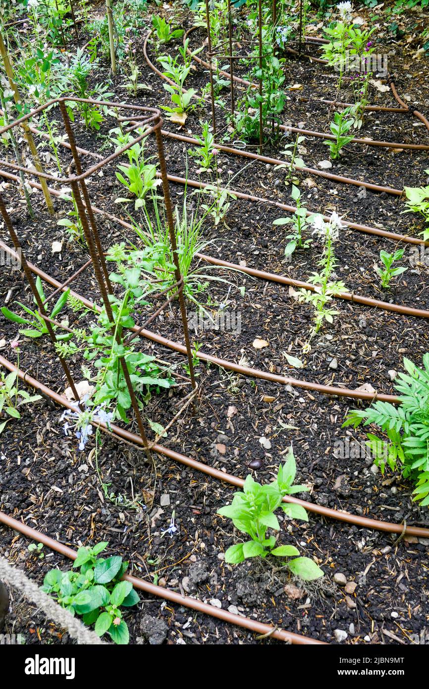 Watering system settled in a plants bed, Cerisaie Park, Lyon, Rhône department, AURA Region, France Stock Photo