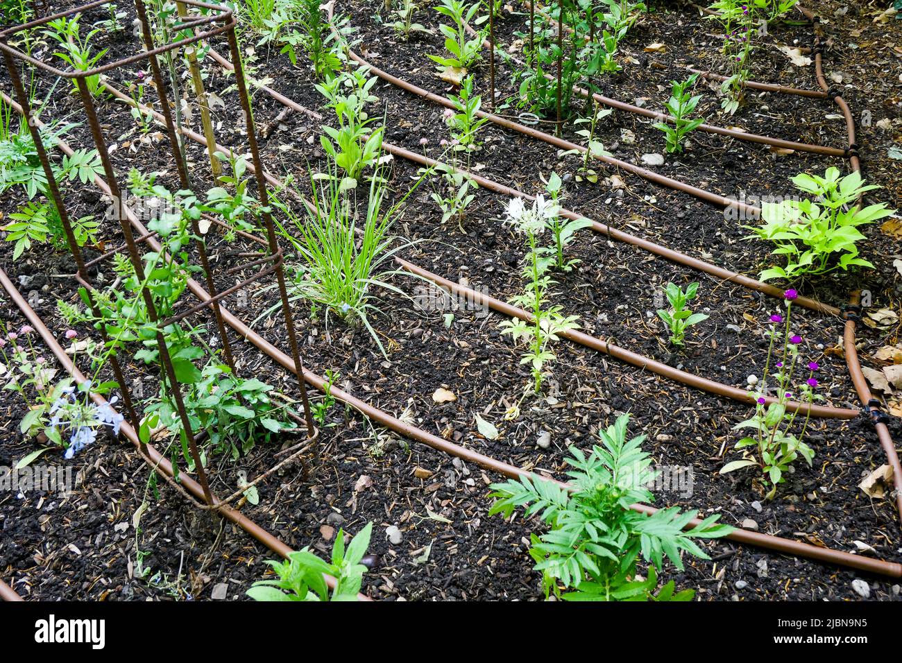 Watering system settled in a plants bed, Cerisaie Park, Lyon, Rhône department, AURA Region, France Stock Photo