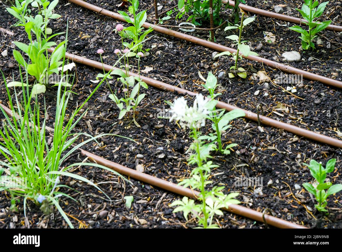 Watering system settled in a plants bed, Cerisaie Park, Lyon, Rhône department, AURA Region, France Stock Photo