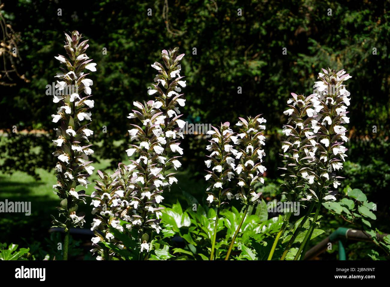 Acanthus flowers, Cerisaie Park, Lyon, Rhône department, AURA Region, France Stock Photo