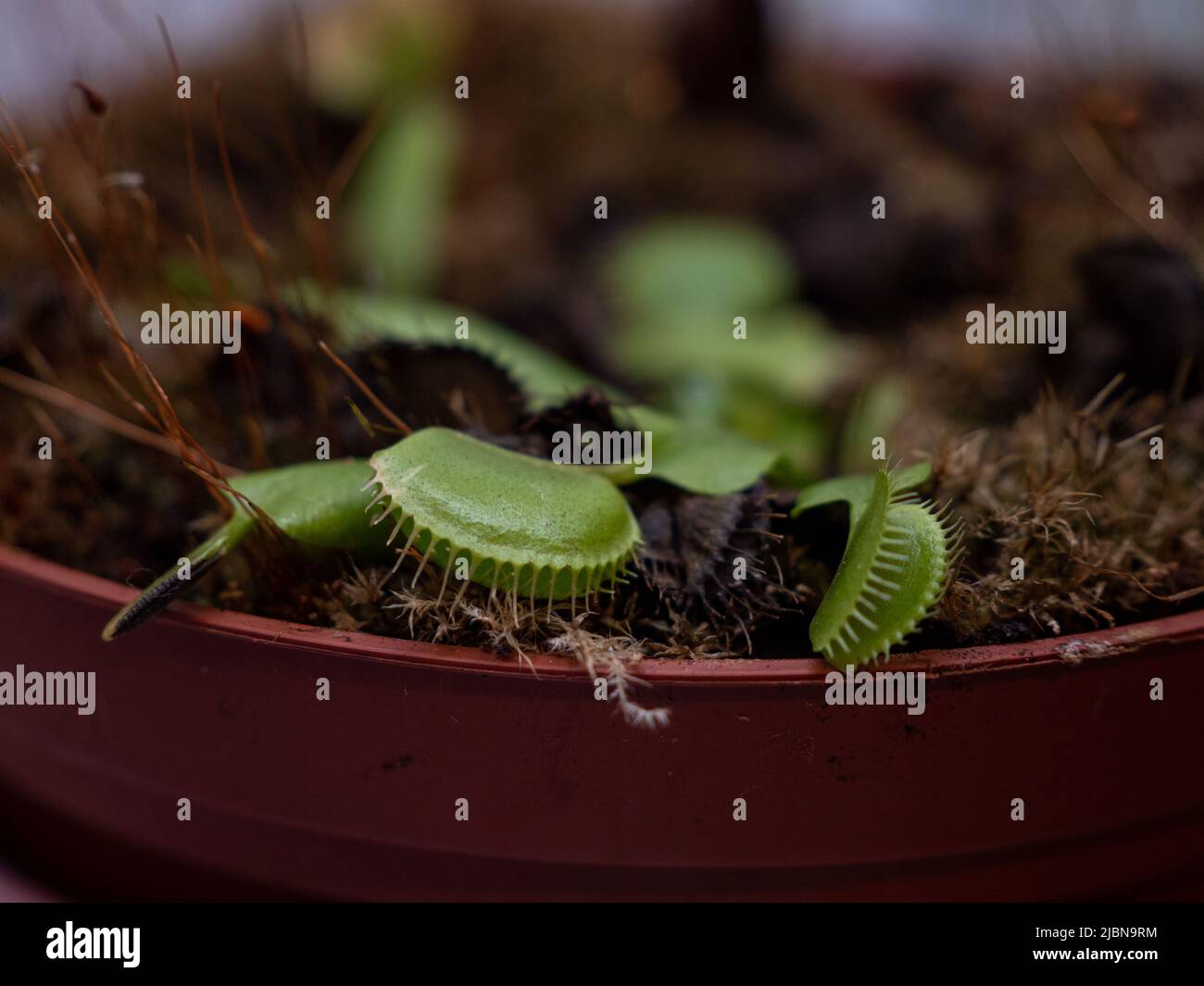 Venus flytrap in a pot close-up. Stock Photo