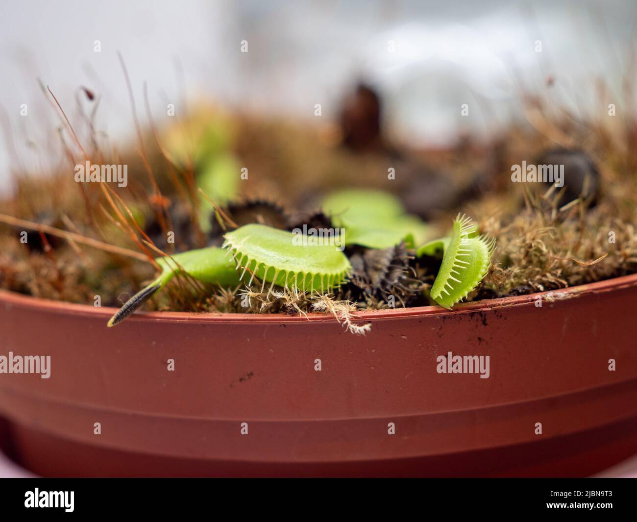 Venus flytrap in a pot close-up. Stock Photo