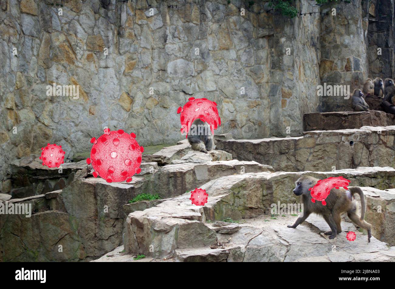 Virus Monkeypox. Monkeypox. Virus in colony attacks monkeys. Health ...