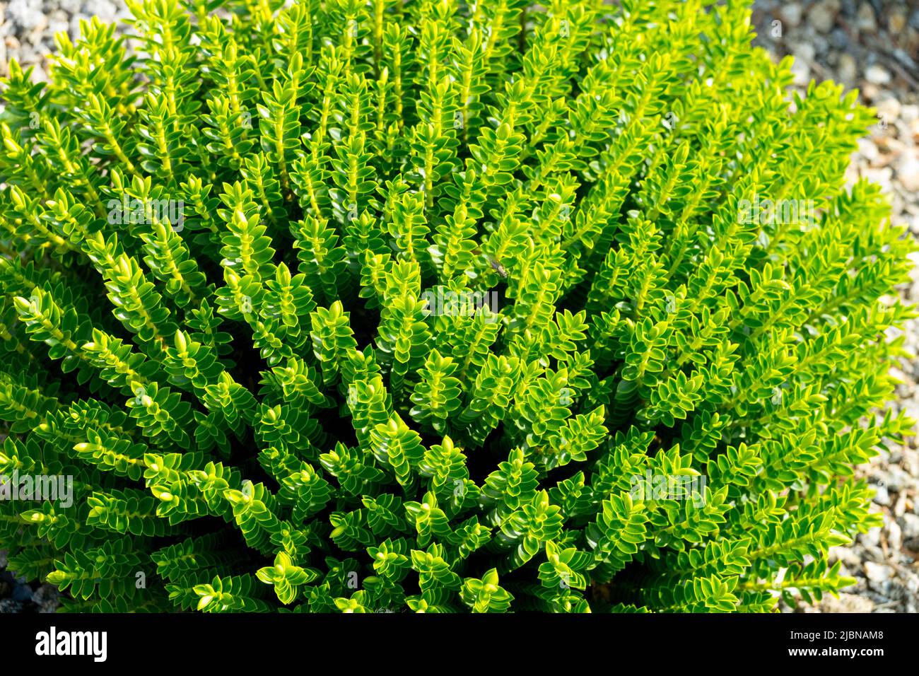 Hebe 'McKean', genus Veronica cupressoides, Hebe 'Emerald Gem', Decorative, Shrub in, Garden, Plant Hebe 'Milmont Emerald', Evergreen Stock Photo