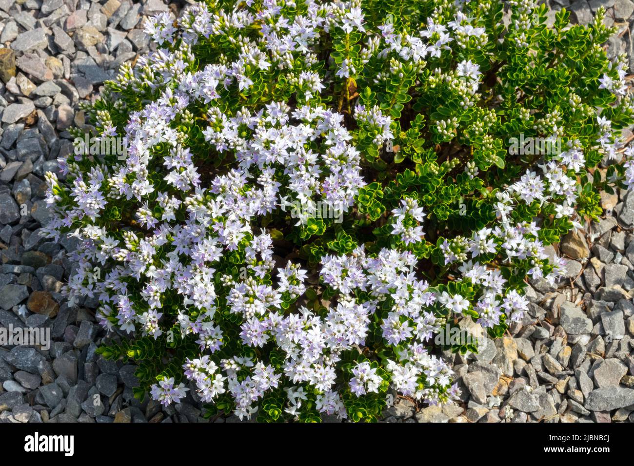 Hebe, Hebe vernicosa 'Varnished Koromiko', Dwarf, Shrub, Blooming, Plant, Flowers Stock Photo