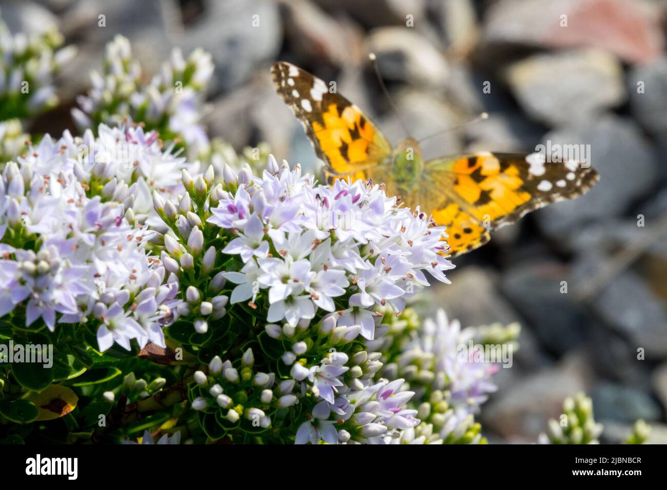 Butterfly on Hebe, Hebe vernicosa 'Varnished Koromiko', Dwarf, Shrub, Blooming, Plant, Flowers Stock Photo