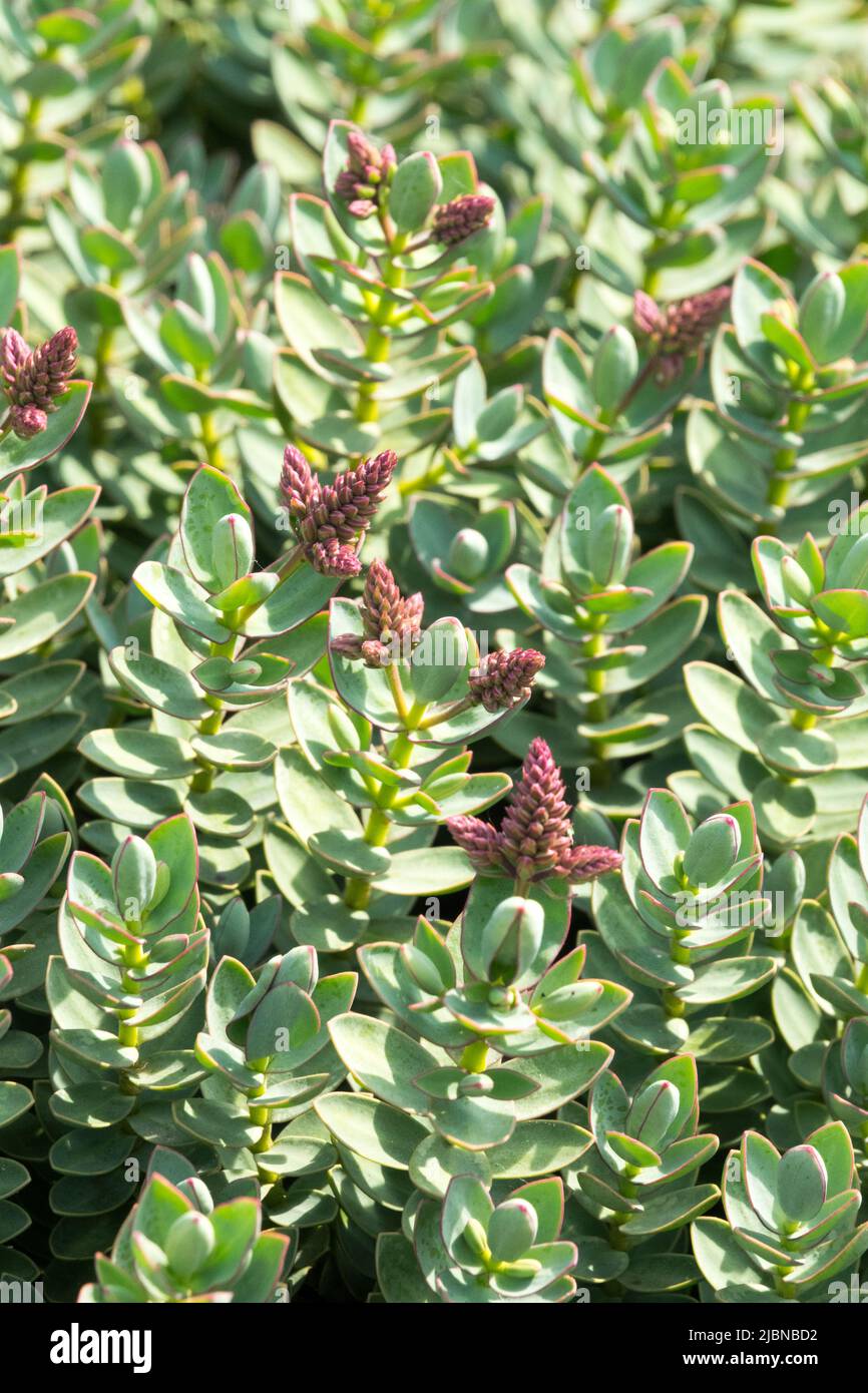 Hebe albicans, Leaves, Budding, Flowers, Dwarf, Shrub, Hebe Stock Photo