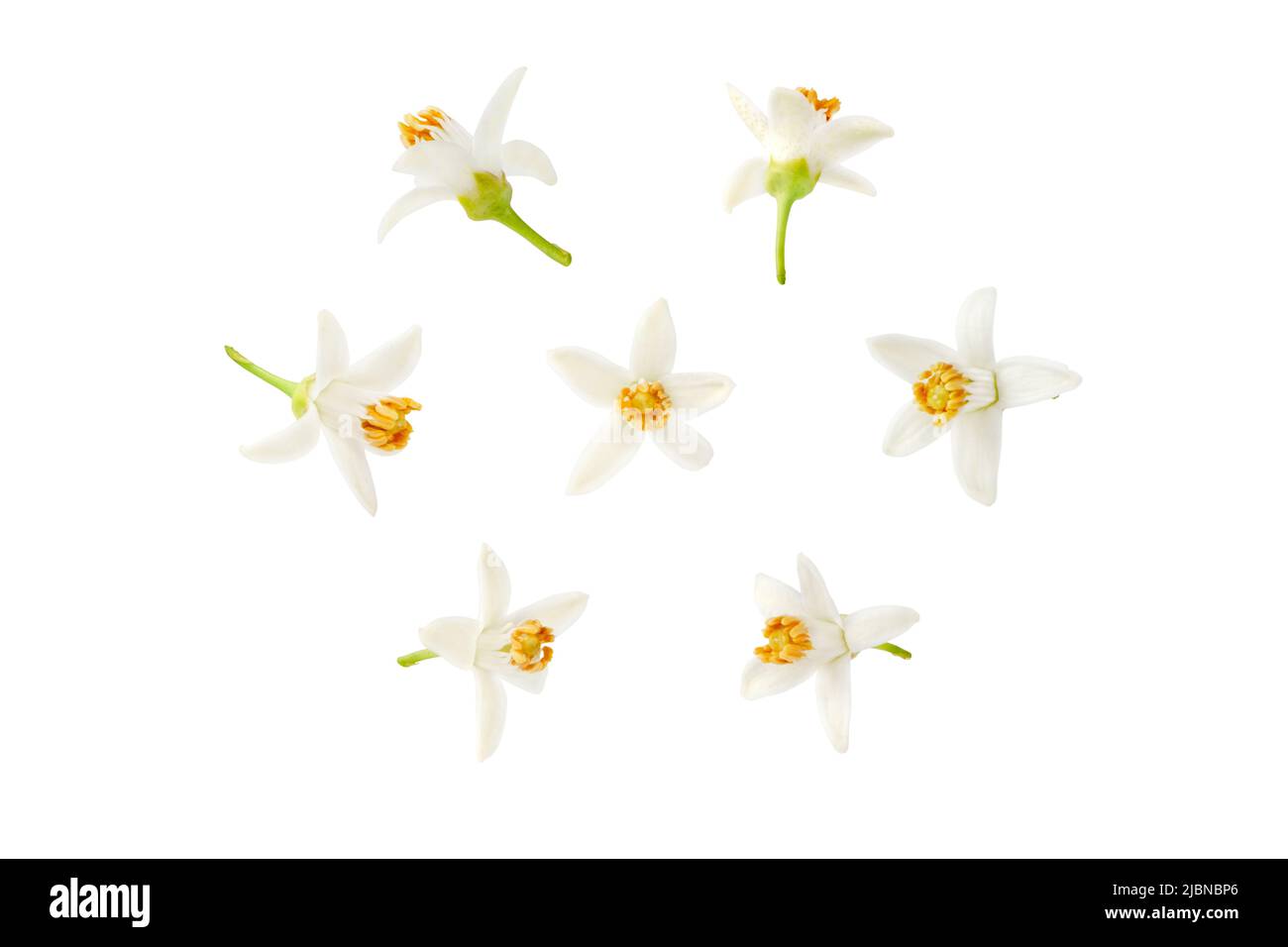 Neroli white flower in different positions set isolated on white. Citrus bloom. Seven orange tree blossoms. Stock Photo