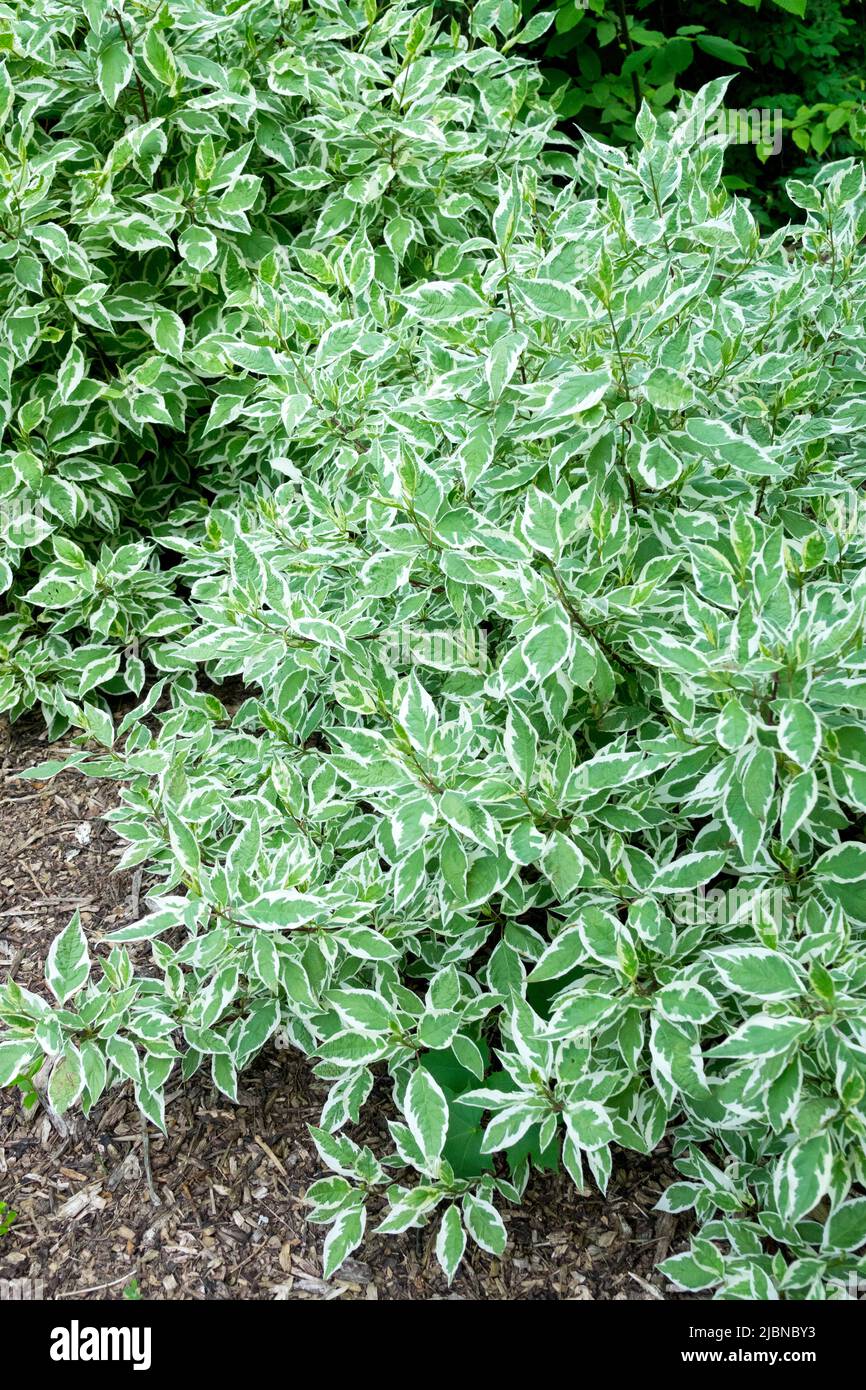 Cornus alba 'Ivory Halo', Dogwood, Shrub, Variegated, Leaves, Cornus alba, Red Twig Dogwood, Cornus, Plant Stock Photo