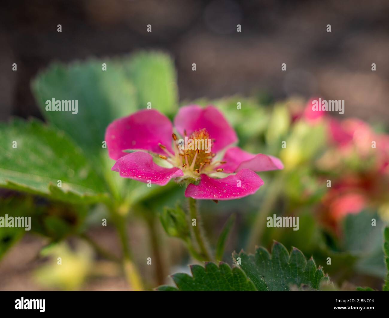 Red strawberry flowers. Strawberry inflorescences. Red flowers Stock ...