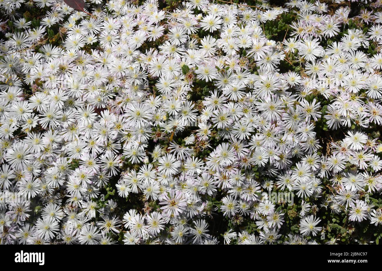 Drosanthemum floribundum or Ice Plant or Dew Flower Stock Photo