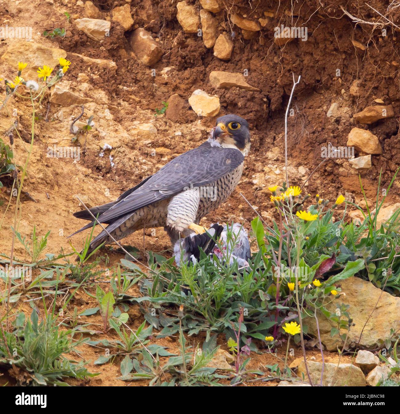 Peregrine falcon male and female hi-res stock photography and images ...