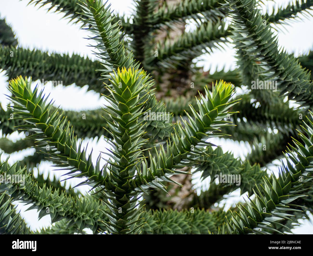Chilean Araucaria, also called Andenfir, Chilean Spruce, Snake Tree, Rock Spruce, Monkey Tail, Chilean Ornamental Spruce, or Puzzle Monkey Tree. Stock Photo