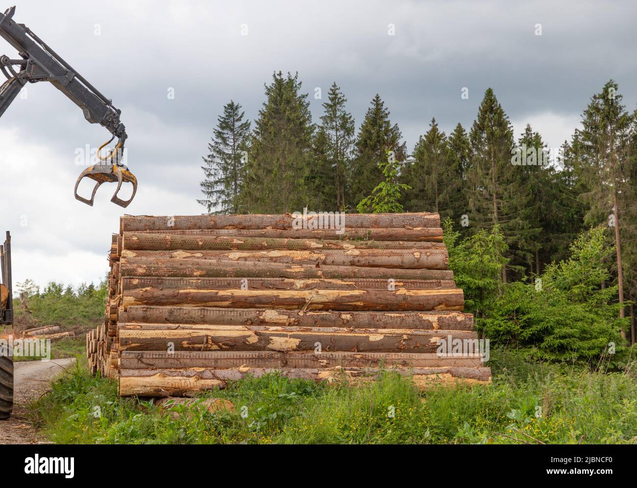 an excavator grab is putting tree tunks on a stack in a forest Stock Photo