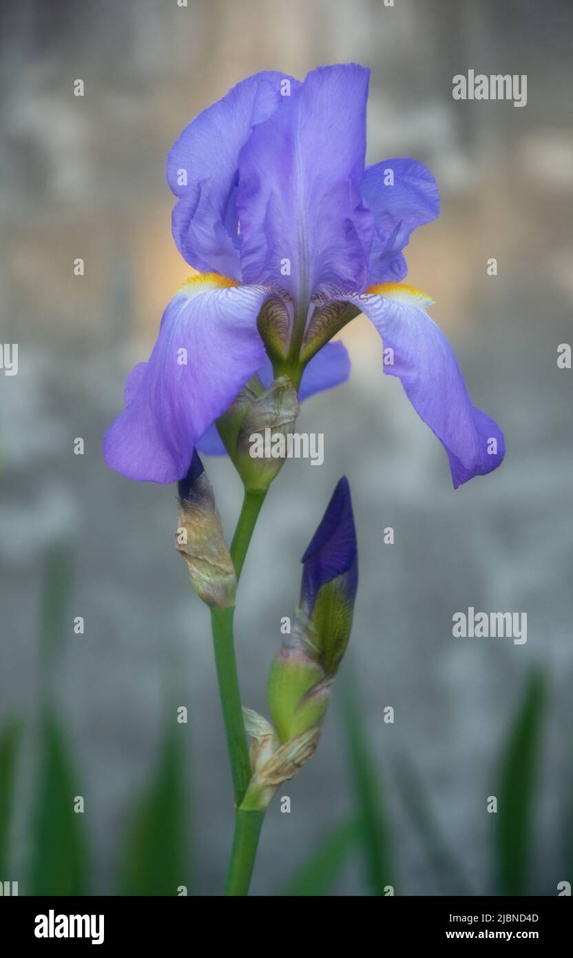 Growing violet iris flower on grey background in evening light Stock Photo