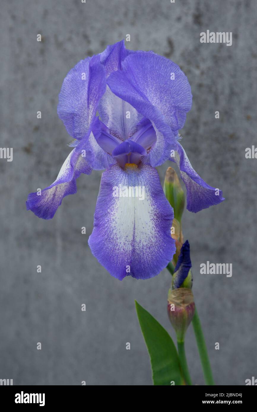 Growing violet iris flower on grey background in evening light Stock Photo