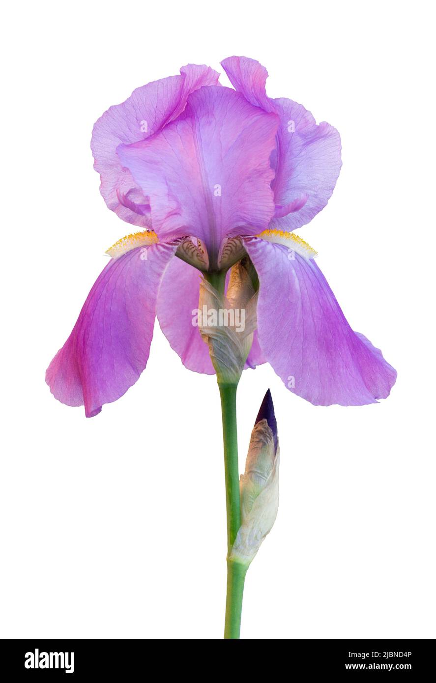 violet iris flower isolated over white background Stock Photo