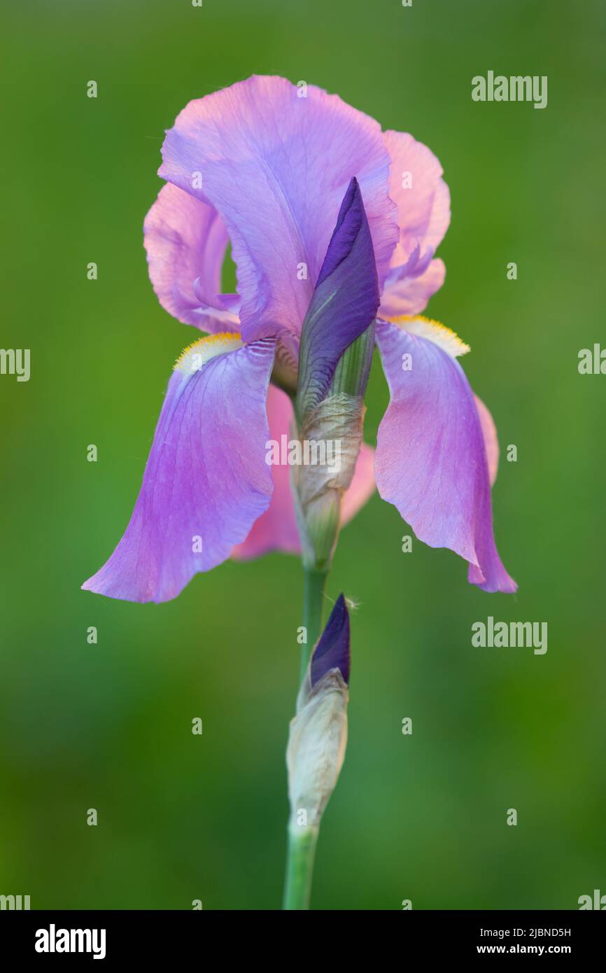 Growing violet iris flower on green background in evening light Stock Photo