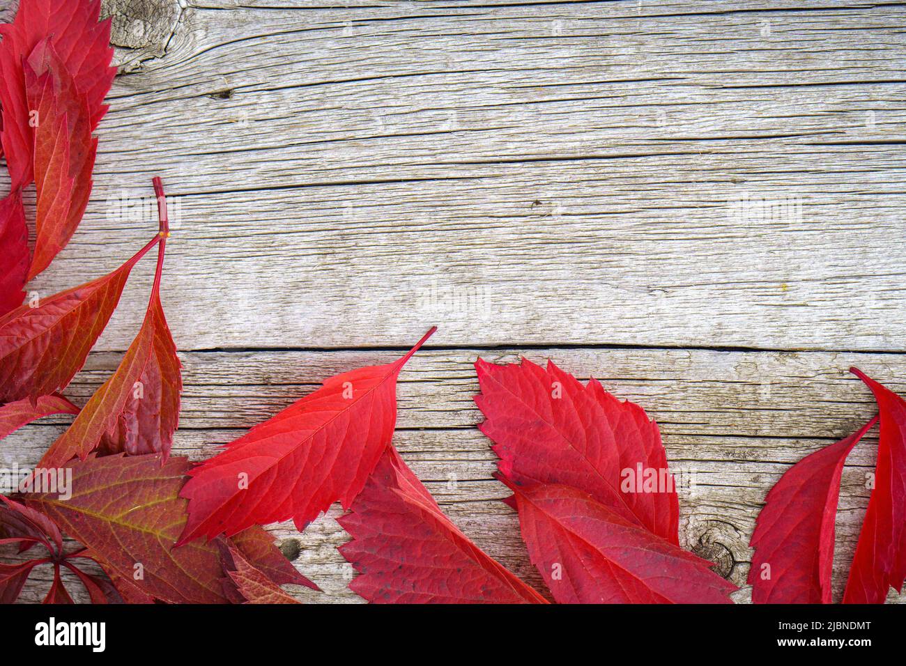 Red autumn leaves on wooden background with copy space Stock Photo