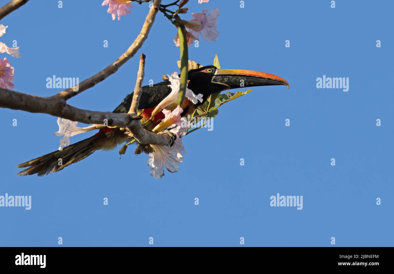 Fiery-billed Aracari (Pteroglossus frantzii) adult perched in flowering tree San Jose, Costa Rica                   March Stock Photo
