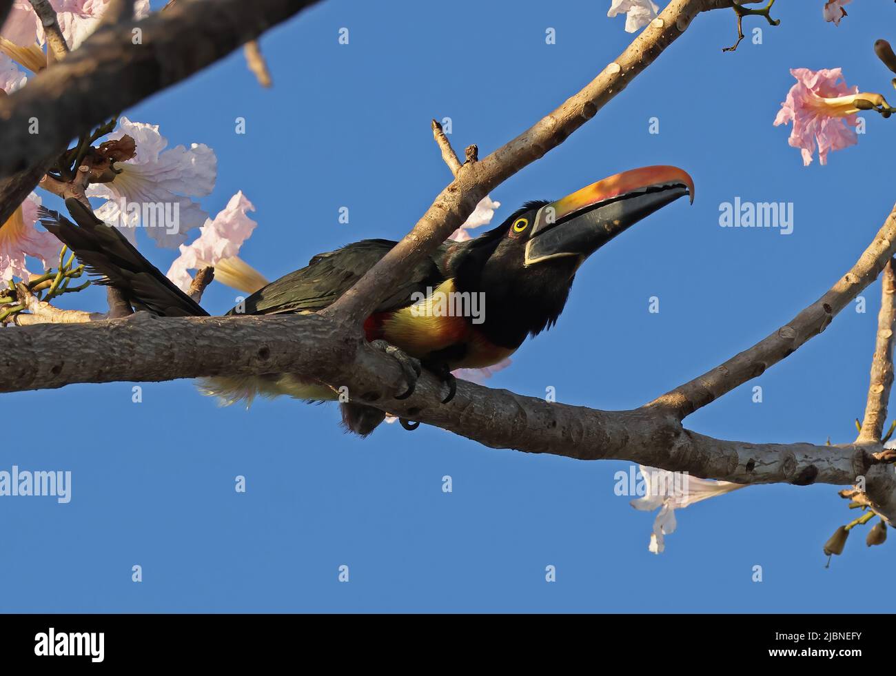 Fiery-billed Aracari (Pteroglossus frantzii) adult perched in flowering tree San Jose, Costa Rica                   March Stock Photo