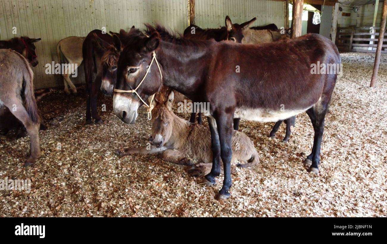 Herd of donkeys stand inside paddock. Many donkeys at donkey farm