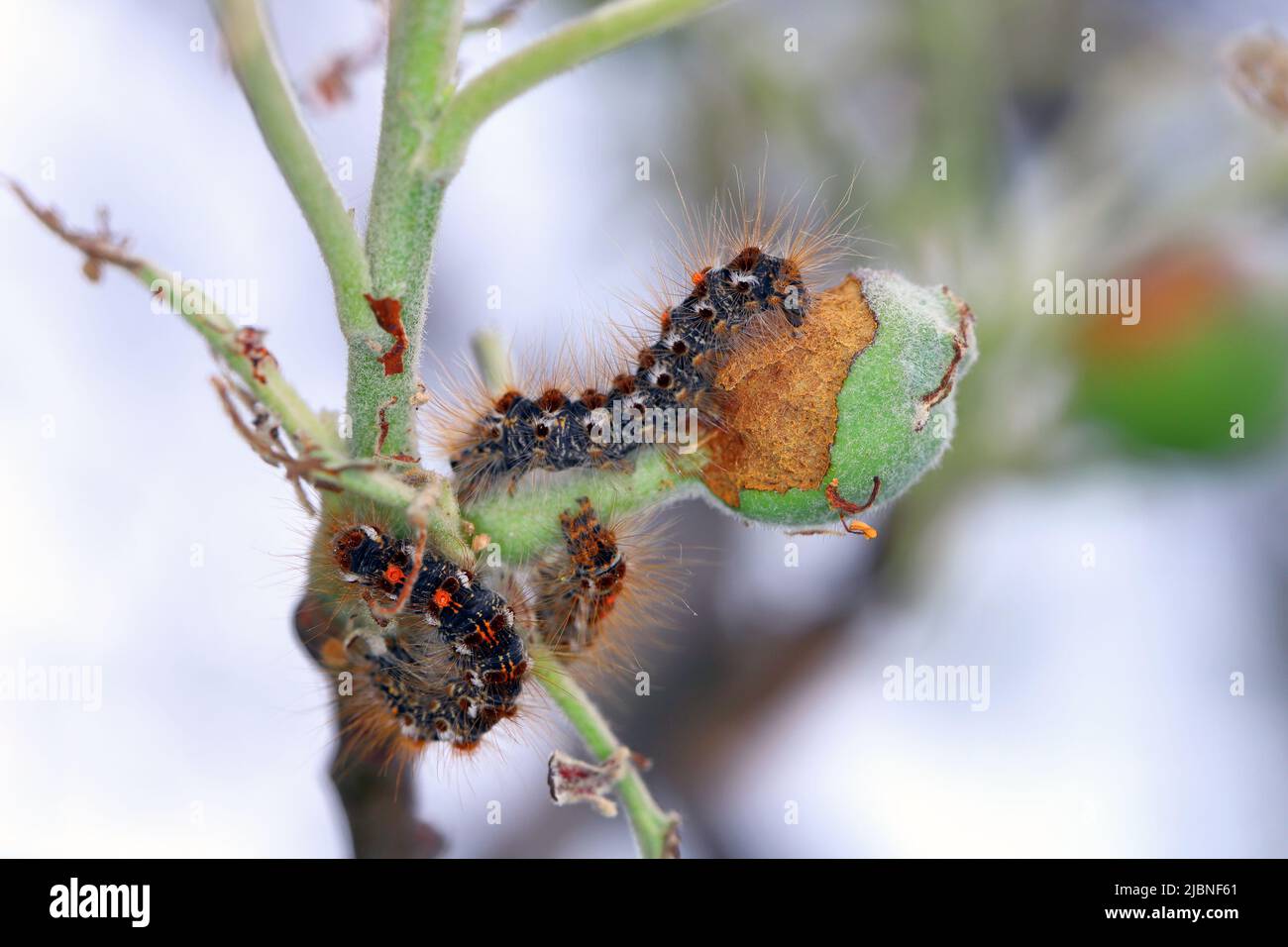Apple tree damaged by caterpillars of Brown tail moth Euproctis