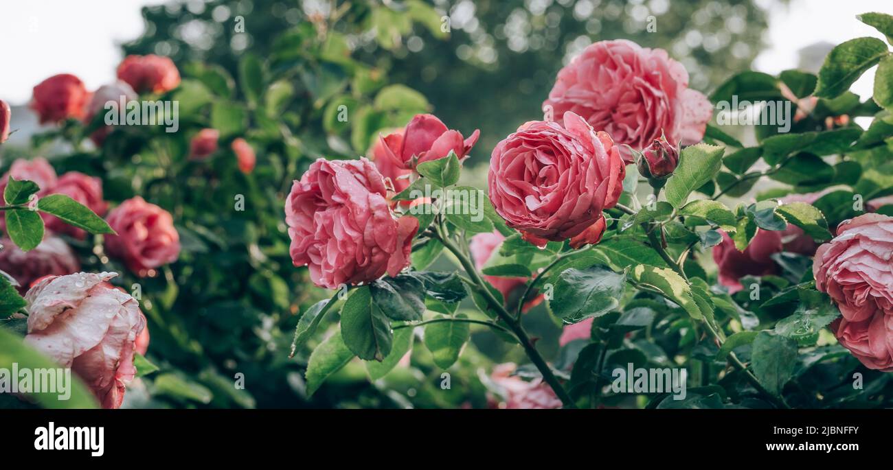 Beautiful red roses in a park during morning hours. Vienna roses garden ...