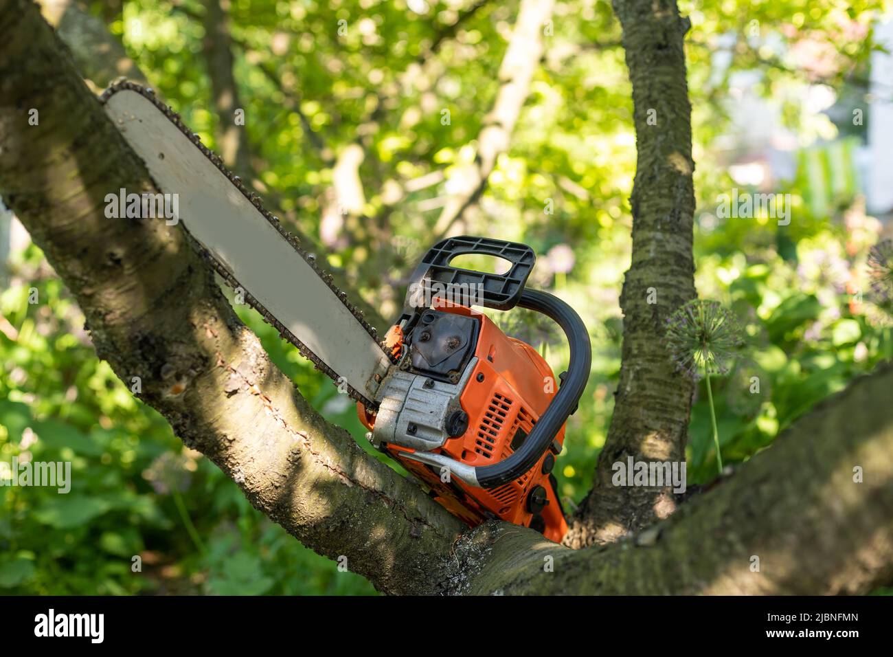 Closeup professional chainsaw blade cutting log of wood Stock Photo
