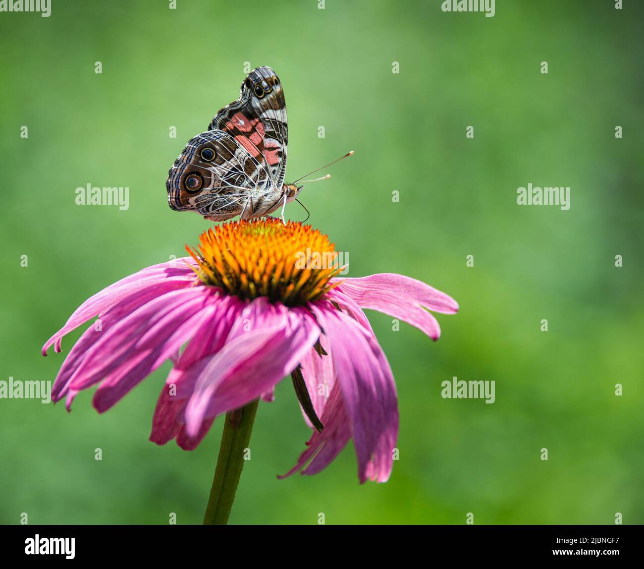 American Lady butterfly (Vanessa virginiensis) feeding on purple coneflower. Natural green background with copy space. Stock Photo