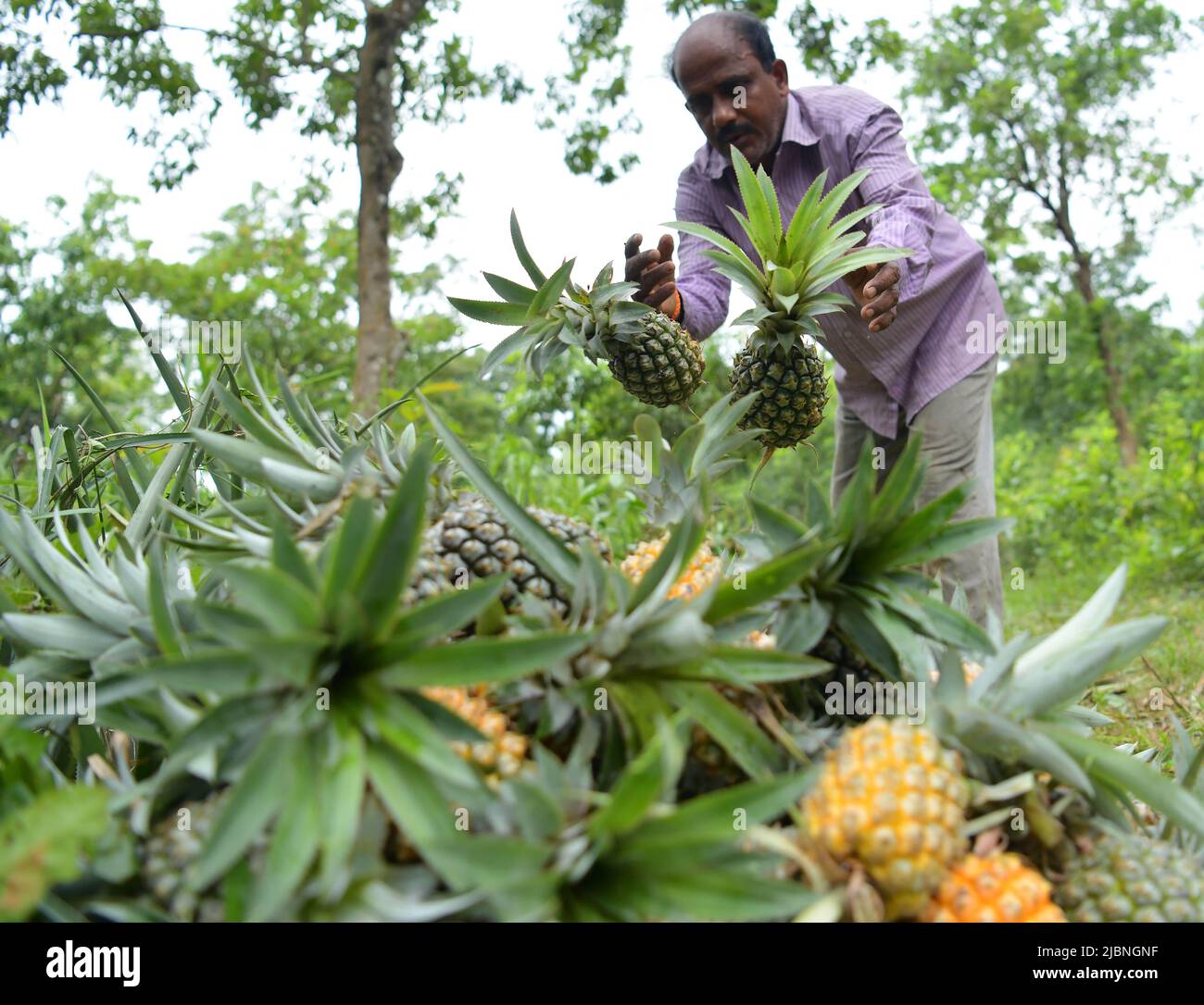 A man planting and working at a pineapple field. Agartala, Tripura