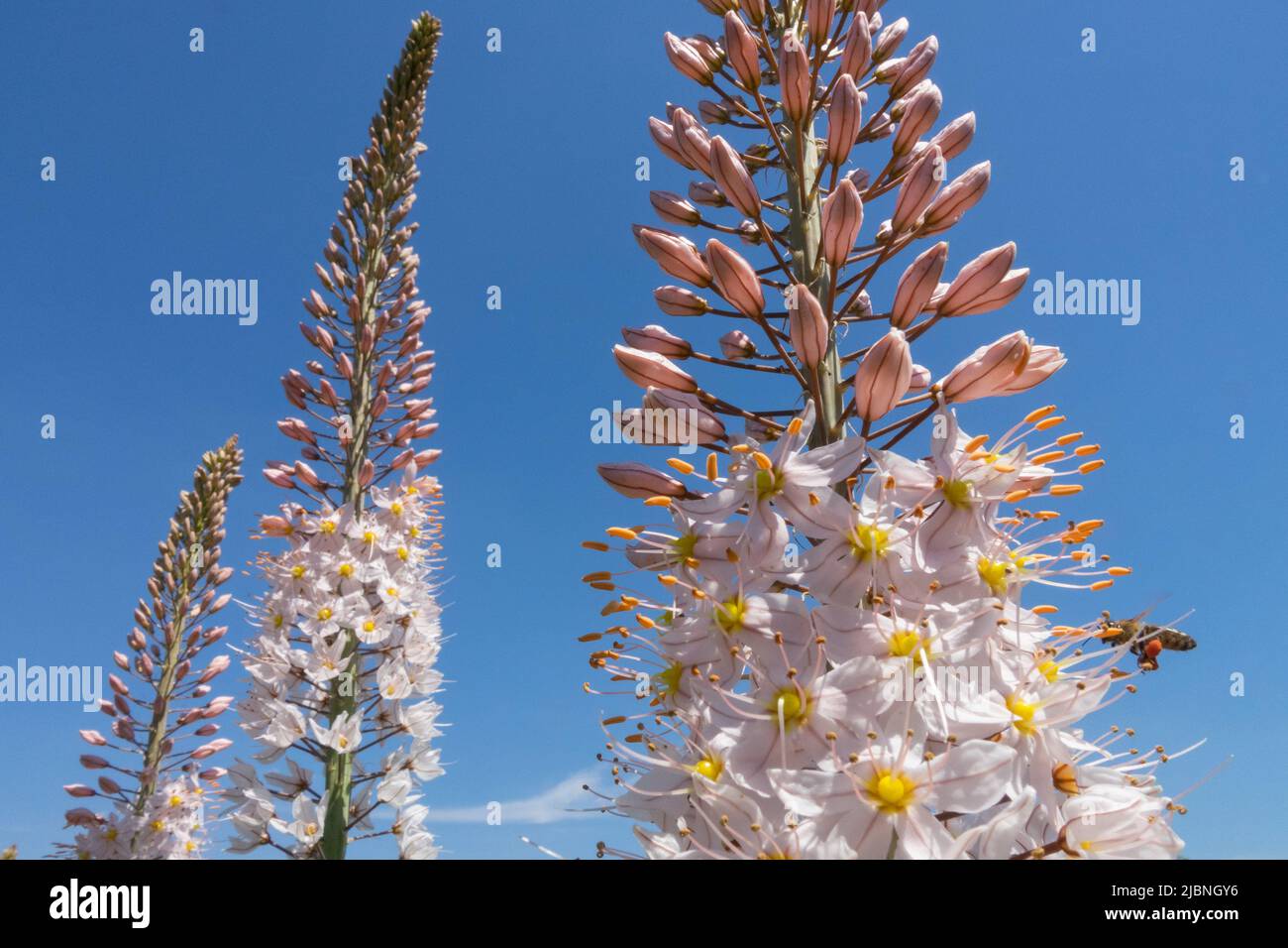 Flower spikes, Eremurus robustus, Foxtail Lily, Foxtail lilies, Desert