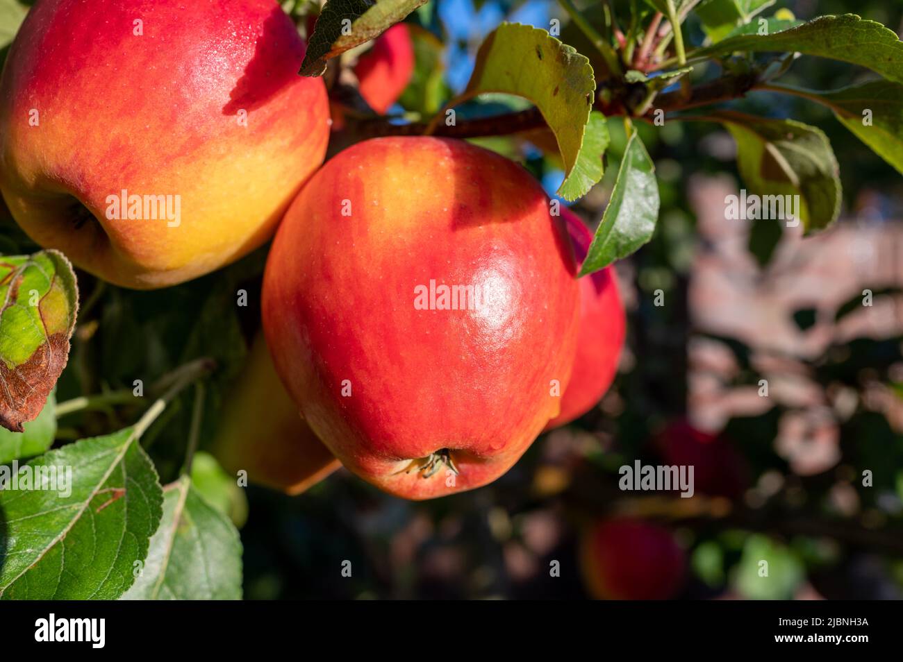 Big ripe red braeburn apples hanging on tree in fruit orchard ready to