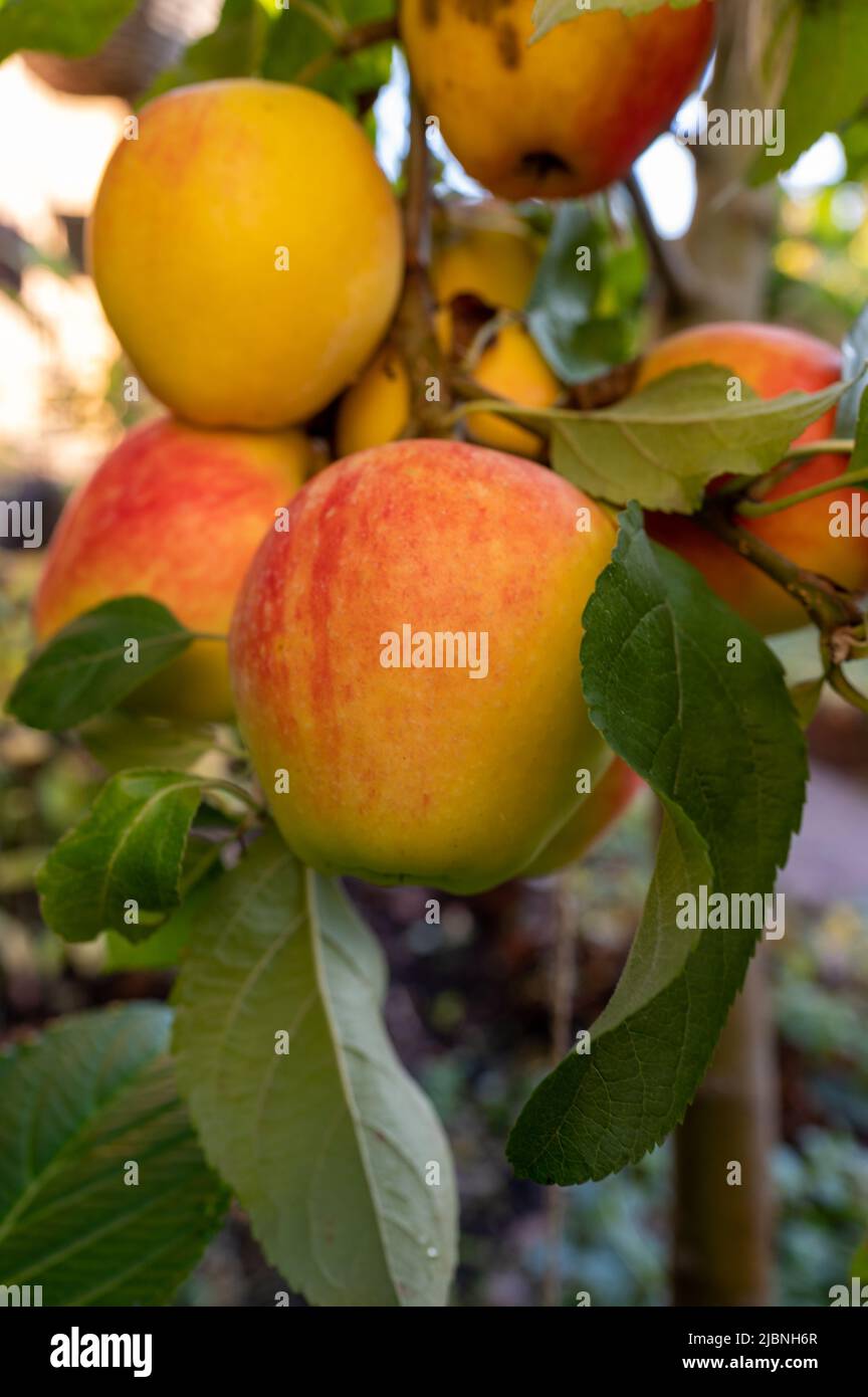 Big ripe red braeburn apples hanging on tree in fruit orchard ready to