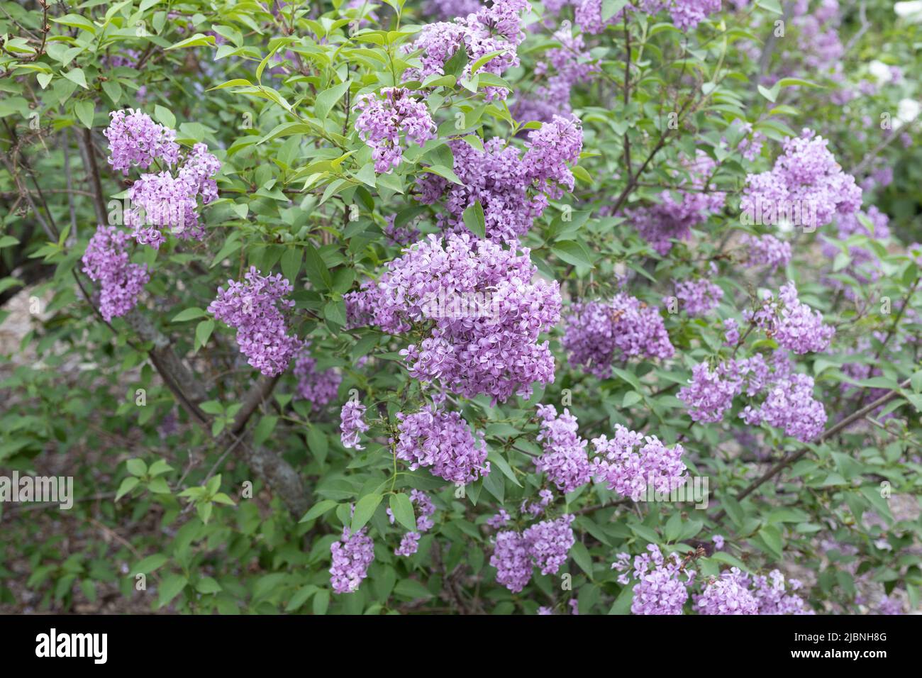 Syringa × chinensis - Chinese lilac. Stock Photo