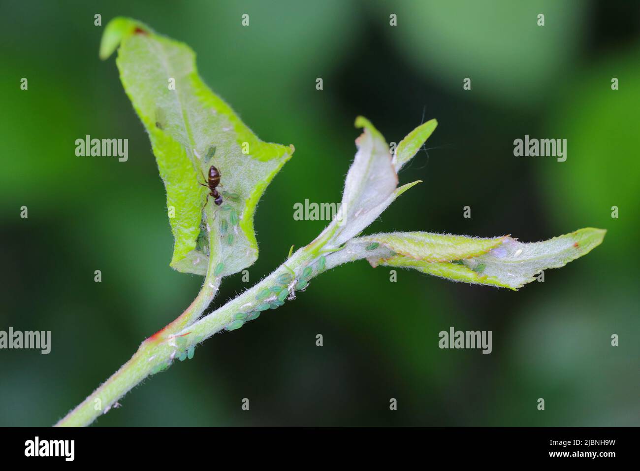 Rhopalosiphum oxyacanthae. (R. insertum) Applegrass aphids collony