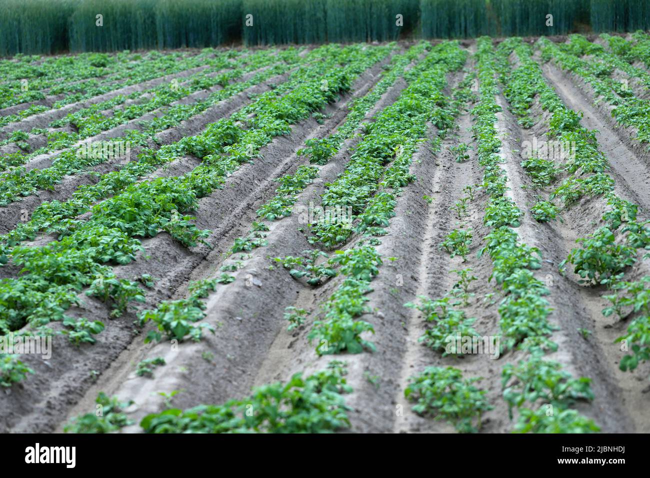 Potato crop in monoculture and numerous potato weeds from the previous year. Herblological problem. Stock Photo