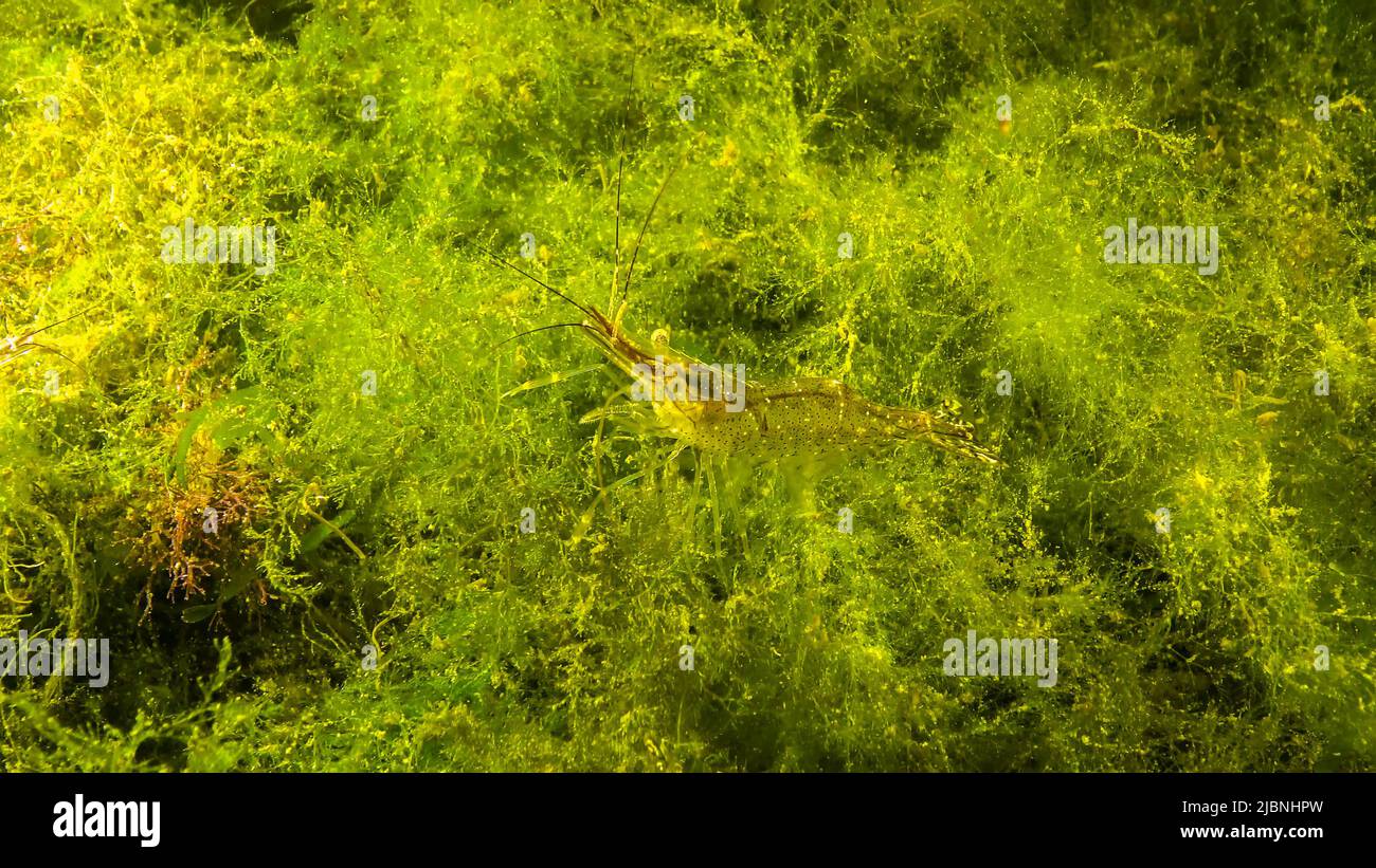 Shrimps on the seabed (Palaemon adspersus) commonly called Baltic prawn, Black sea Stock Photo