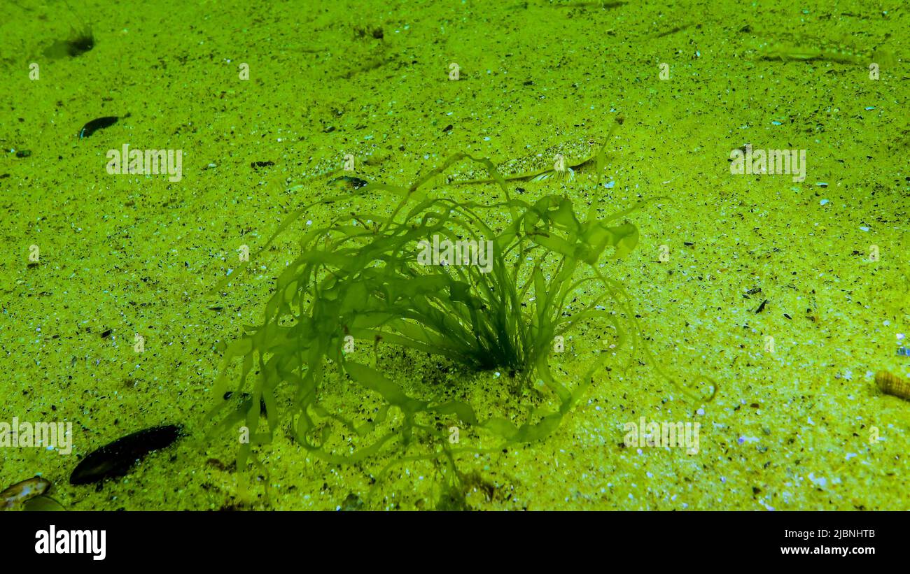 Algae of the Black Sea. Green algae (Ulva, Enteromorpha) on the seabed in the Black Sea Stock Photo