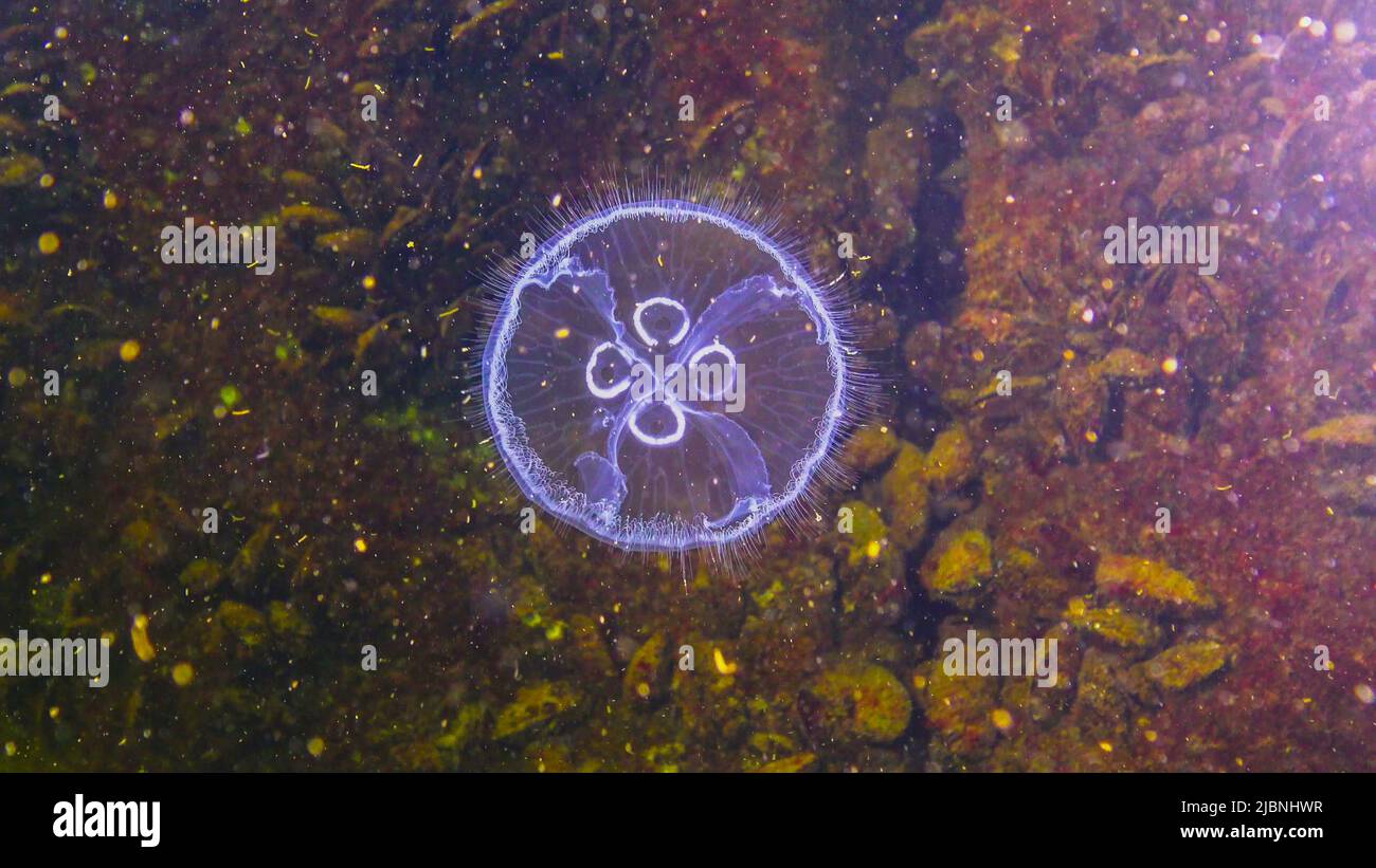 Black Sea fauna. Aurelia aurita (moon jelly, moon jellyfish, common jellyfish, or saucer jelly) Stock Photo